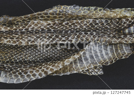 Old dropped snake skin Old dropped snake skin 127247745