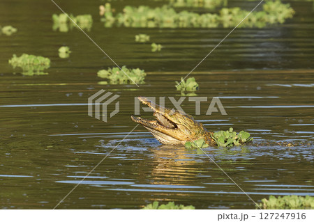 Nile Crocodile eating fish Nile Crocodile eating fish 127247916
