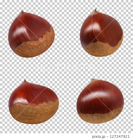 Chestnut illustration realistic Japanese chestnut 127247921