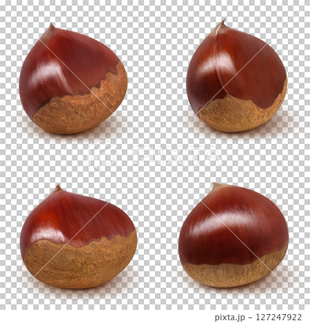 栗 イラスト リアル 和栗 栗 イラスト リアル 和栗 127247922