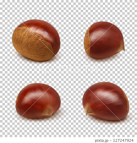 Chestnut illustration realistic Japanese chestnut Chestnut illustration realistic Japanese chestnut 127247924