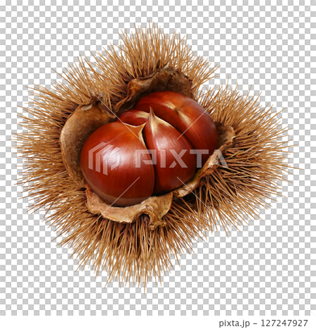 Chestnut illustration realistic Japanese chestnut 127247927