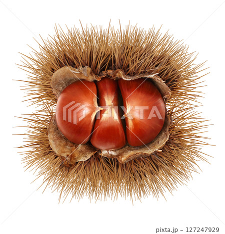 栗 イラスト リアル 和栗 栗 イラスト リアル 和栗 127247929