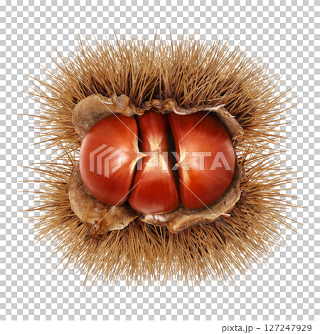 栗 イラスト リアル 和栗 栗 イラスト リアル 和栗 127247929