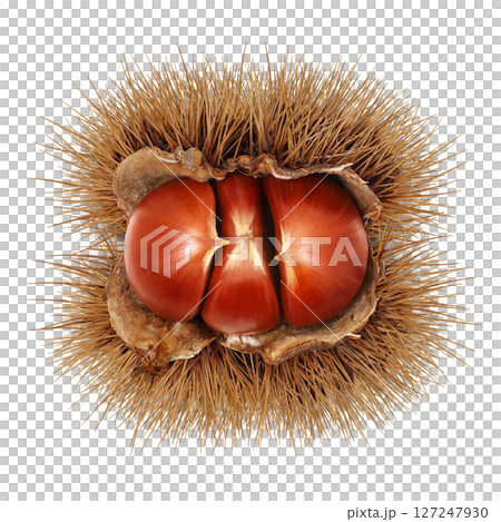 栗子插畫逼真的日本栗子 127247930