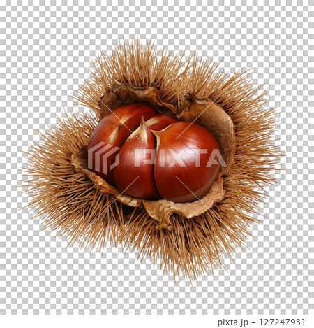 栗 イラスト リアル 和栗 栗 イラスト リアル 和栗 127247931