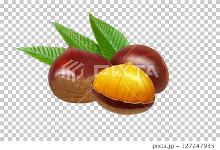 栗子插畫逼真的日本栗子 127247935