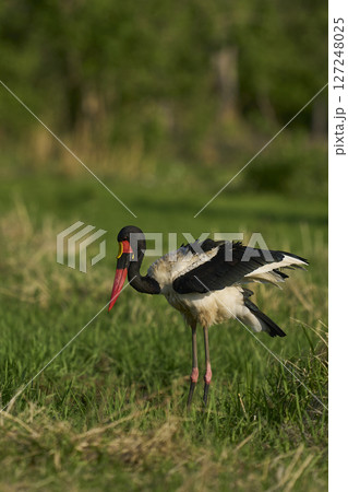 Saddle-billed Stork Saddle-billed Stork 127248025