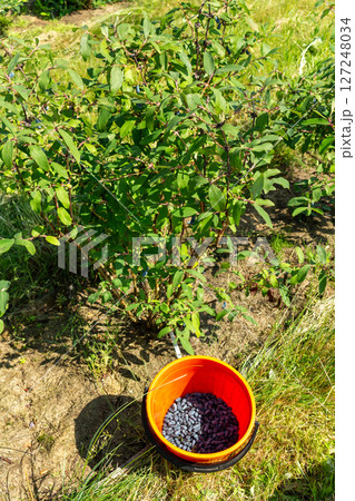 Blue honeysuckle berries in a bucket near a bush in the garden, country life 127248034