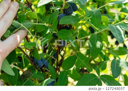 Honeysuckle bush with green leaves and large berries, harvesting 127248037