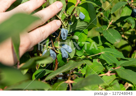 Close-up of berries on a honeysuckle bush in June 127248043