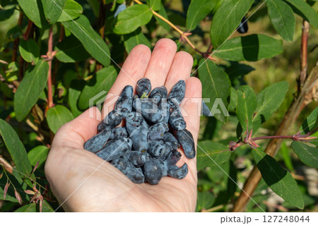 Girl holding a handful of honeysuckle berries by a bush 127248044