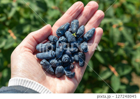 Close-up of honeysuckle berries in the palm of your hand 127248045