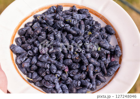 Large honeysuckle berries in a white plate in sunlight 127248046