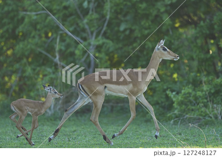 Young Impala 127248127