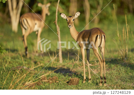 Young Impala 127248129