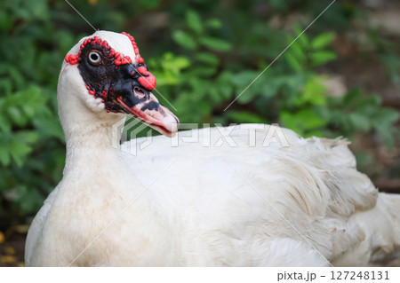 The white Duck is stay in nature garden The white Duck is stay in nature garden 127248131