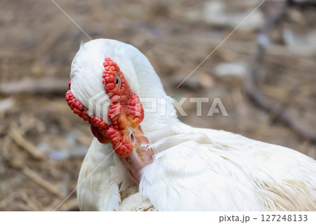 The white Duck is stay in nature garden 127248133