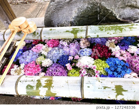 色鮮やかなアジサイたちが浮かぶ手水舎 色鮮やかなアジサイたちが浮かぶ手水舎 127248336