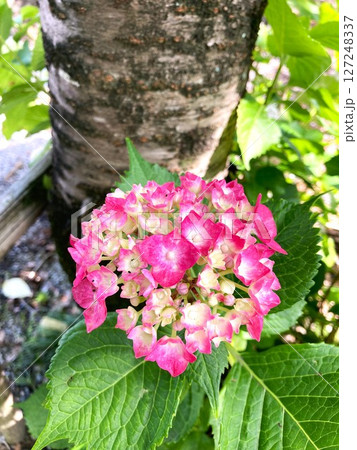 段々色付いてくる紫陽花 段々色付いてくる紫陽花 127248337
