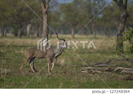 Male Greater Kudu  127248364