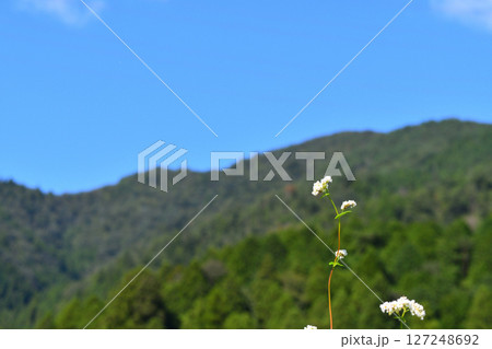 良い天気の空とそばの花と山と空 127248692
