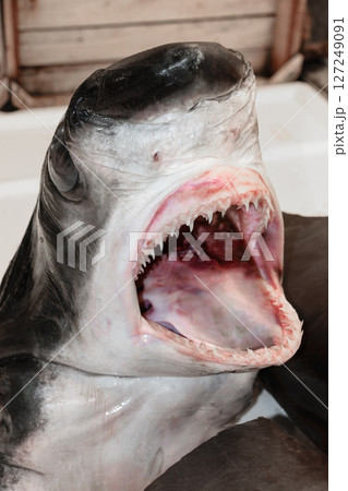 Shark head in fish market Shark head in fish market 127249091