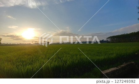 Panoramic Morning View of Rice Paddies and Forest Line. Panoramic Morning View of Rice Paddies and Forest Line. 127249392