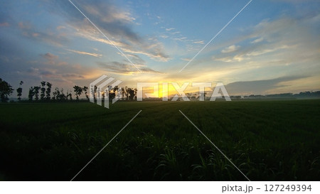 Silhouetted Trees Against a Fiery Sunrise in Rice Paddies. Silhouetted Trees Against a Fiery Sunrise in Rice Paddies. 127249394