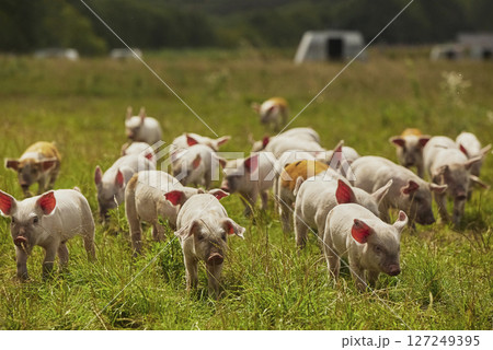 Eco pig farm in the field in Denmark. Cute piglets in the pasture Eco pig farm in the field in Denmark. Cute piglets in the pasture 127249395