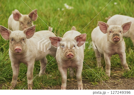 Eco pig farm in the field in Denmark. Cute piglets in the pasture 127249396