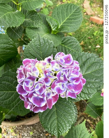 味のある色合いのアジサイ 127250046