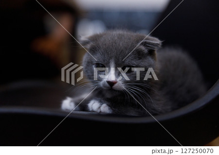Adorable Grey Kitten with White Markings Resting on a Chair: A Cute Moment Captured of a Young Feline with Soft Fur and Expressive Eyes Adorable Grey Kitten with White Markings Resting on a Chair: A Cute Moment Captured of a Young Feline with Soft Fur and Expressive Eyes 127250070
