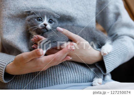 Adorable Gray Kitten Found Comfortably Cuddled in a Person's Hands, Featuring Big Blue Eyes and Soft Fur, Perfect for a Heartwarming Moment Adorable Gray Kitten Found Comfortably Cuddled in a Person's Hands, Featuring Big Blue Eyes and Soft Fur, Perfect for a Heartwarming Moment 127250074