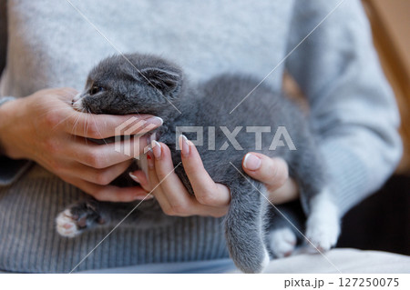 Adorable Gray Kitten Being Cuddled in Gentle Hands, Showcasing Its Soft Fur and Playful Nature in a Cozy Indoor Setting with Warm Lighting and Comforting Atmosphere Adorable Gray Kitten Being Cuddled in Gentle Hands, Showcasing Its Soft Fur and Playful Nature in a Cozy Indoor Setting with Warm Lighting and Comforting Atmosphere 127250075