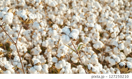 Lush cotton field white boll harvest abundance 127250210