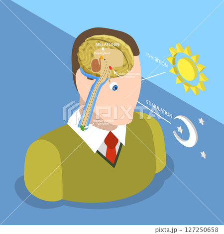 3D Isometric Flat Vector Illustration of Natural Sleep-wake Biological Process, Understanding How Daylight Affects Melatonin Production And Body Clocks In Humans 127250658