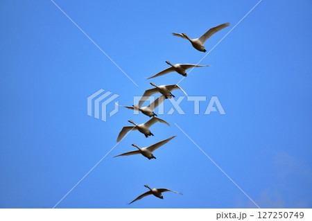 白鳥の飛翔 127250749