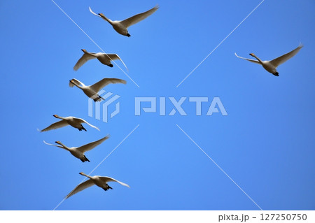 青空を飛ぶ白鳥 127250750