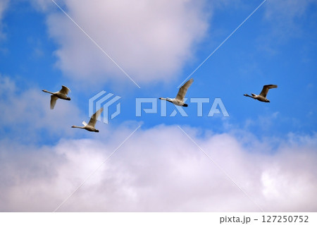 青空を飛ぶ白鳥の群れ 127250752