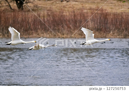 北海道美瑛町　水沢ダムから飛び立つ白鳥 127250753