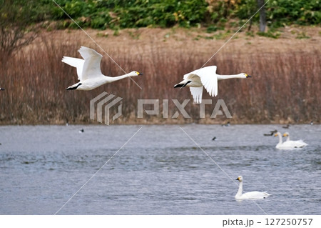 北海道美瑛町　水沢ダムから飛び立つ白鳥 127250757