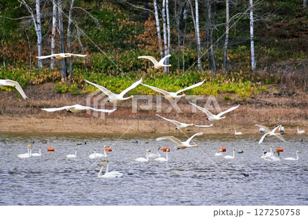 北海道美瑛町　水沢ダムから飛び立つ白鳥 127250758