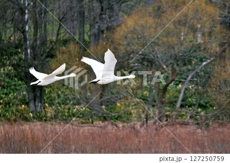 北海道美瑛町　水沢ダムから飛び立つ白鳥 127250759