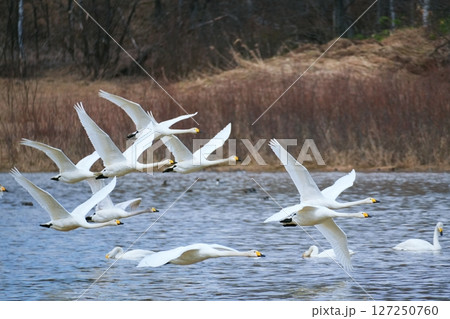 北海道美瑛町　水沢ダムから飛び立つ白鳥 127250760