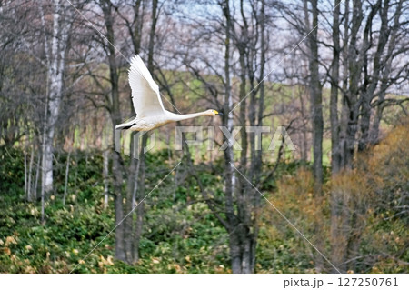 北海道美瑛町　水沢ダムから飛び立つ白鳥 127250761