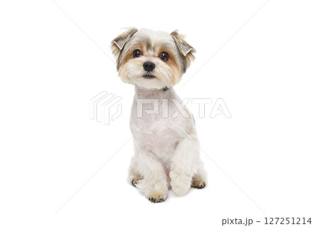Puppy Maltese lapdog isolated on white background. Puppy Maltese lapdog isolated on white background. 127251214