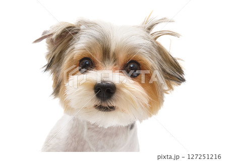 Puppy Maltese lapdog isolated on white background. Puppy Maltese lapdog isolated on white background. 127251216