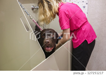 Labrador in the grooming salon Labrador in the grooming salon 127251217