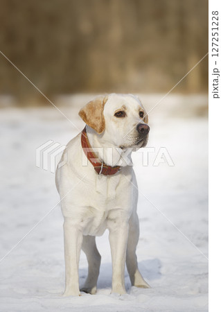 Young labrador observing winter grounds in the nature Young labrador observing winter grounds in the nature 127251228